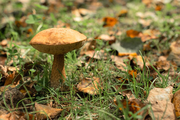 One big mushroom in the autumn forest. Nature, harvest concept. Selective focus