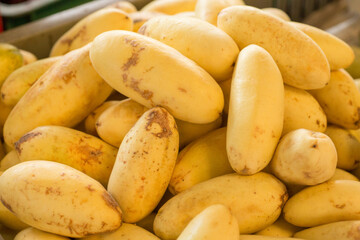 Curuba fruta tropical