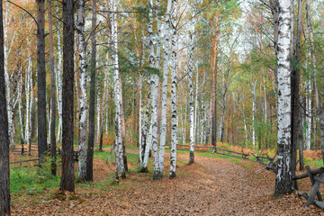 Forest of birches in the early autumn time with road in it. Nature concept