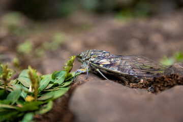 Cigarra natureza