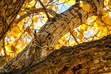 Great horned owl (Bubo virginianus) in cottonwood tree in the fall;  Ft Collins, Colorado - obrazy, fototapety, plakaty