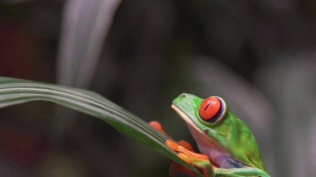 Exotic red-eyed rainforest frog walking on a leaf