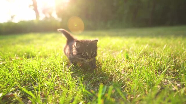 Young grey and black kitten walking towards the camera during sunset, golden hour, in the summer with a sun flare.