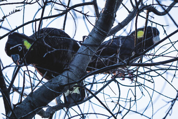 wattle tree with yellow-tailed black cockatoos on its branches and overcast weather - obrazy, fototapety, plakaty