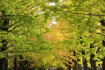 Fototapeta premium 昭和記念公園の秋 黄葉のいちょう並木