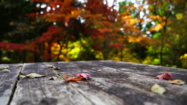 Autumn season outdoor bench and  Maple tree red leaf. 4k slow motion. Natural background in Japan