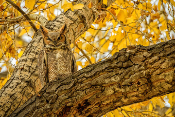 Great horned owl (Bubo virginianus) in cottonwood tree in the fall;  Ft Collins, Colorado - obrazy, fototapety, plakaty