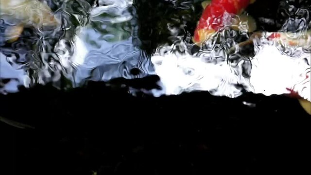 fish koi in pond HD Video. footage of fish in a villa in bali. Koi fish is a type of fish that includes carp amur (Cyprinus rubrofuscus) which has very beautiful and tame ornaments.