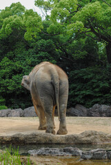 Fototapeta premium 動物園のゾウの尻尾