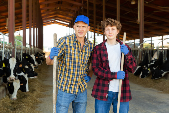 Portrait Of Father And Teen Son Farmers Standing With Tools In Outdoor Cowshed With Cows While Working Together..