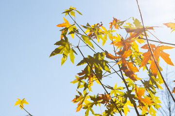 autumn leaves on blue sky background