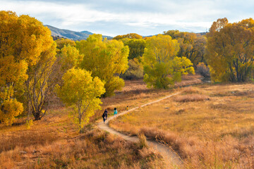 Golden field in the fall