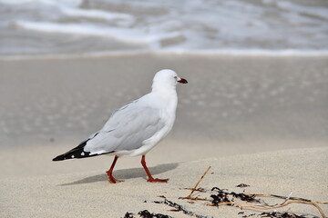 silver seagull on sandy beach close up australia