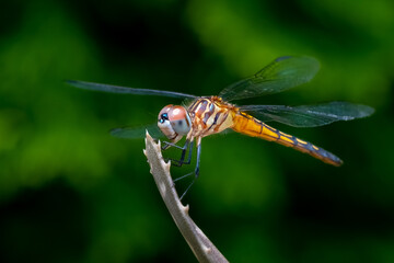 Blue Dasher Dragonfly (Pachydiplax longipennis) perched on the end of a stick in the summer morning sun.