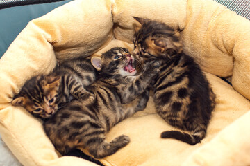 Three bengal charcoal kittens laying on the pillow