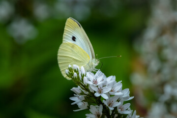 Cabbage White Butterfly (Pieris rapae) perched feeding at a Gooseneck plant flower blossom.