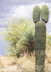 cactus in desert