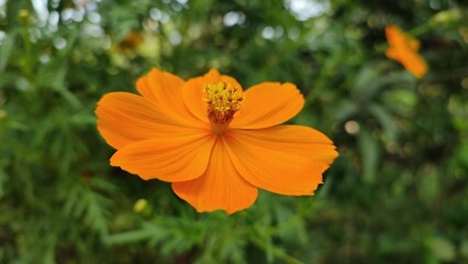 orange flower in the garden deep yeallow flower