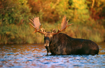 Moose in Pontook Reservoir, Errol, New Hampshire USA - obrazy, fototapety, plakaty