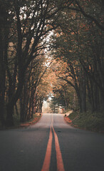 Obraz premium road in the morning