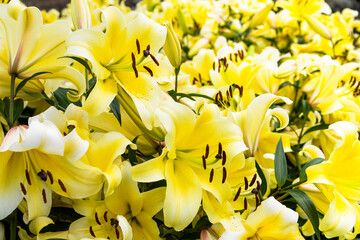 Yellow lily flowers in the garden, lily Joop flowers, and Lilium oriental Joop.