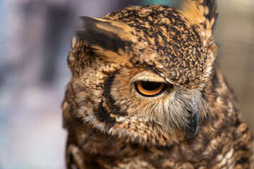 great horned owl
