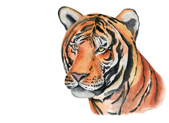 Chinese tiger watercolor hand drawn illustration. Animal printable art. Isolated clipart element on white background