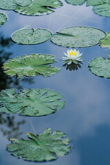 white water lily