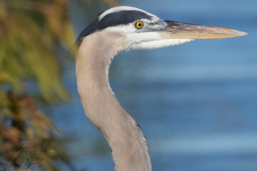 Close-up Head Great Blue Heron Profile View