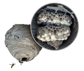 Wasp Nest Diagram