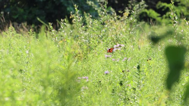 A prairie scene where a monarch butterfly visits a wild bergamot flower to search for nectar.