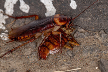 Adult American Cockroach committing cannibalism