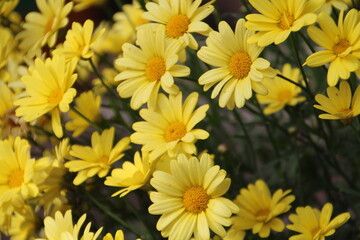 yellow flowers in the garden