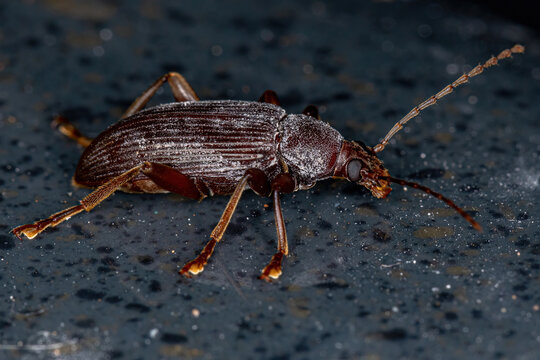 Adult Comb-clawed Darkling Beetle