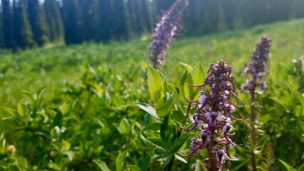 elephant's head flower