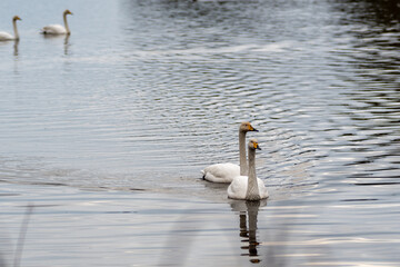 白鳥　swan