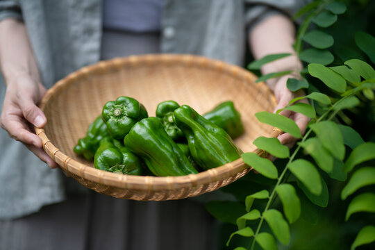 Woman Having Harvested Vegetables