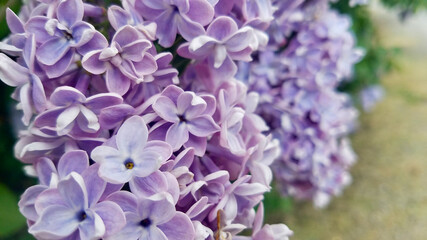 close up of lilac flowers