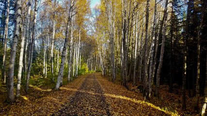 path in autumn forest