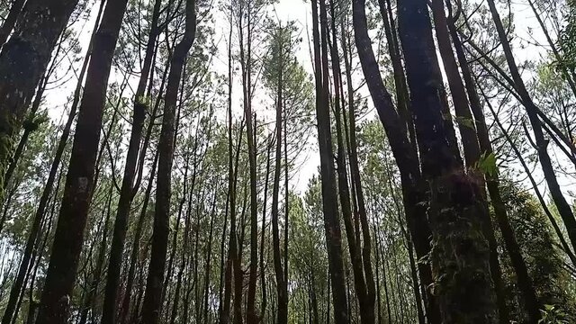 Video landscape of pine trees view at the bottom to the top.