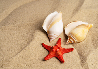 Fototapeta na wymiar Seashells on a background of sand with a starfish, beach island