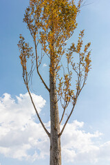 tree in autumn