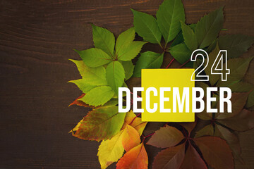 December 24th. Day 24 of month, Calendar date. Autumn leaves transition from green to red with calendar day on yellow square, wooden background. Winter month, day of the year concept.