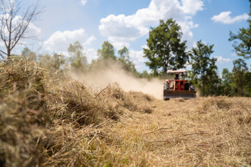 Selective focus grass, Tractor with mower the pangola grass at a commercial turf growing farm. Agriculture. animal feed.