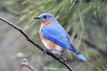 Eastern Bluebird