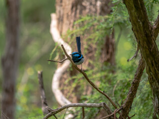 Blue Wren Look Right