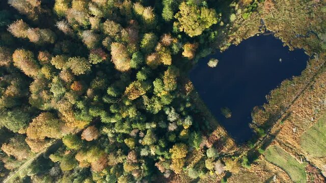 Beautiful Foliage  And Blue Lake In Fagne du Rouge Ponc&eacute; in Saint Hubert, Belgium - Aerial shot