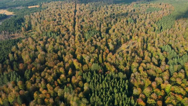 Aerial View Of Thicket Autumn Trees During Sunrise At Nature Preserve Of Fagne du Rouge Ponce In Saint Hubert, Belgium.