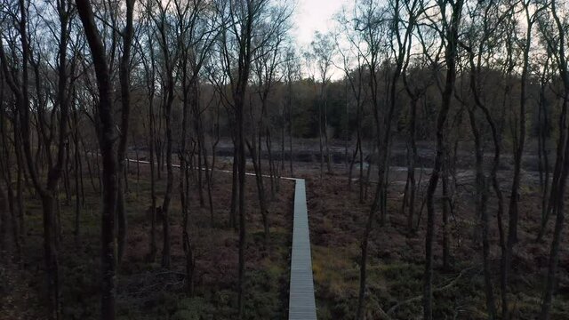 Forest Wooden Walkway With Leafless Trees On Sunset At Fagne du Rouge Ponce In Saint Hubert, Belgium. Aerial Pullback