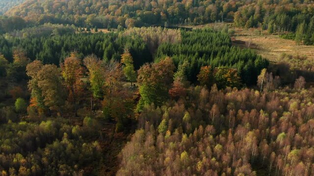 Autumn Forest Inside The Nature Reserve Of Fagne Du Rouge Ponce in Saint Hubert, Belgium. aerial, forward